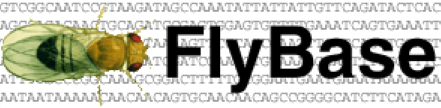 FlyBase