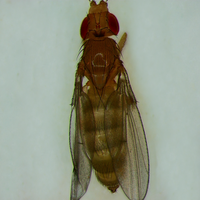 Drosophila ananassae