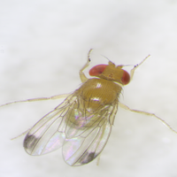 Drosophila biarmipes