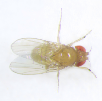 Drosophila bipectinata
