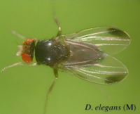 Drosophila elegans