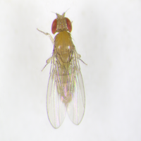 Drosophila erecta