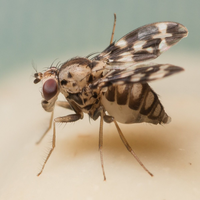 Drosophila grimshawi