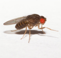 Drosophila hydei