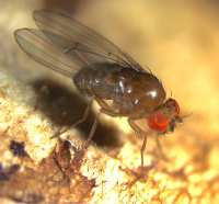 Drosophila innubila