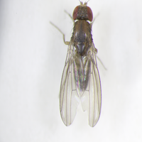 Drosophila madeirensis