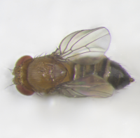 Drosophila mauritiana