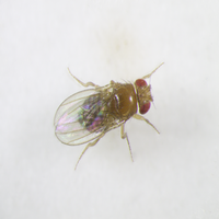 Drosophila melanogaster