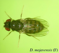 Drosophila mojavensis