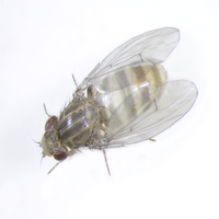 Drosophila montana