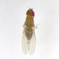 Drosophila nasuta