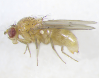 Drosophila novamexicana