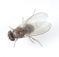 Drosophila obscura