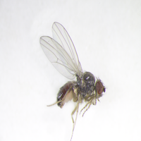 Drosophila pseudoobscura