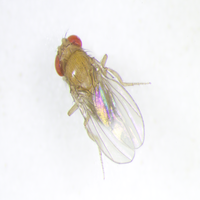 Drosophila sechellia