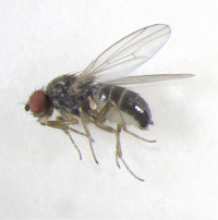 Drosophila subobscura