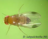 Drosophila subpulchrella