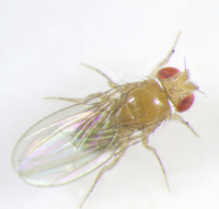 Drosophila takahashii