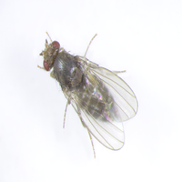 Drosophila virilis