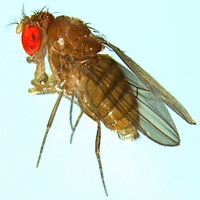 Drosophila willistoni
